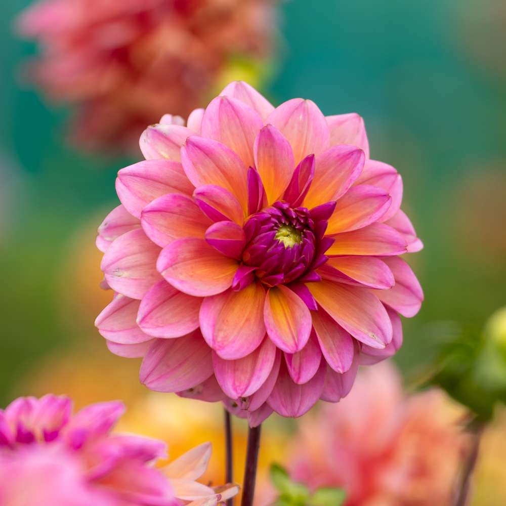 Dahlia 'Great Silence'